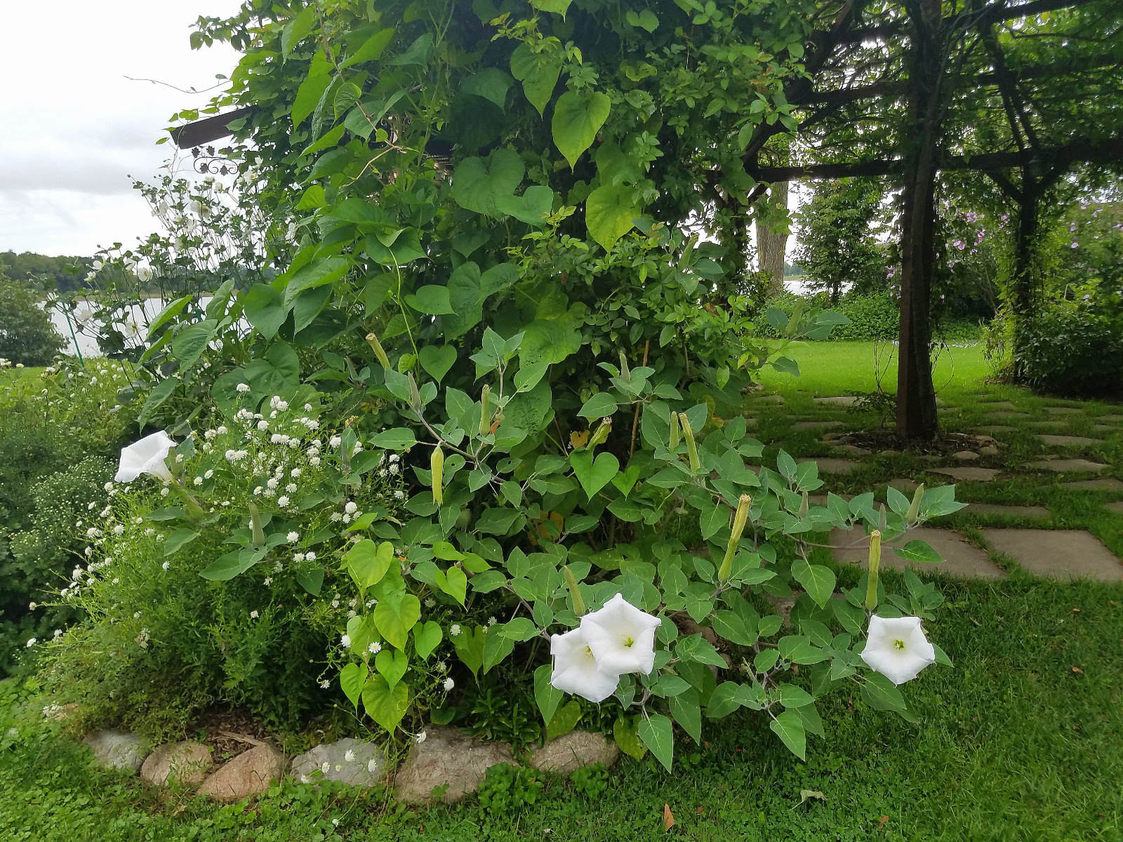 Beautiful Moonflower